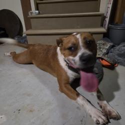 Reunited Male Dog last seen Alcovy Road and Alcovy Forest Drive, Newton County, GA 30014