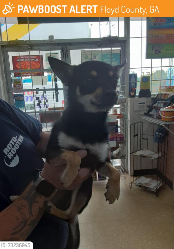 Found/Stray Male Dog last seen Rockmart hwy, Floyd County, GA 30173