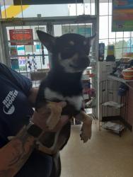 Found/Stray Male Dog last seen Rockmart hwy, Floyd County, GA 30173