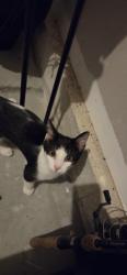 Found/Stray Female Cat last seen Chesnut street east st catharines, St. Catharines, ON L2T 1G6