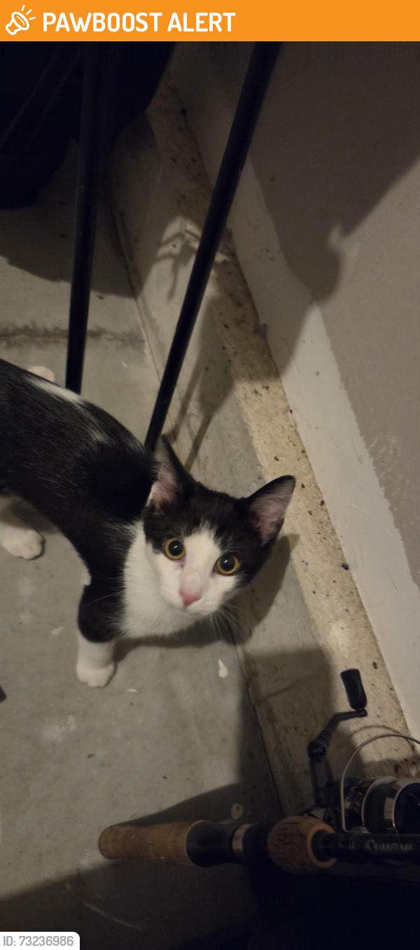 Found/Stray Female Cat last seen Chesnut street east st catharines, St. Catharines, ON L2T 1G6
