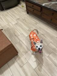 Reunited Female Dog last seen Near Cambrin Rd, Pomona, CA 91768, USA, Pomona, CA 91768