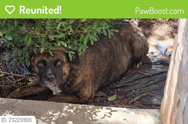 Reunited Male Dog last seen Kingfisher Dr & Running River, Fort Worth, TX 76131