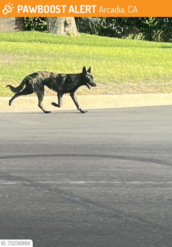 Found/Stray Unknown Dog last seen Mayflower and Duarte road, Arcadia, CA 91007