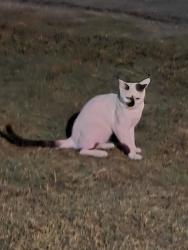Found/Stray Male Cat last seen Country Club and Rock Ridge, Allen, TX 75002