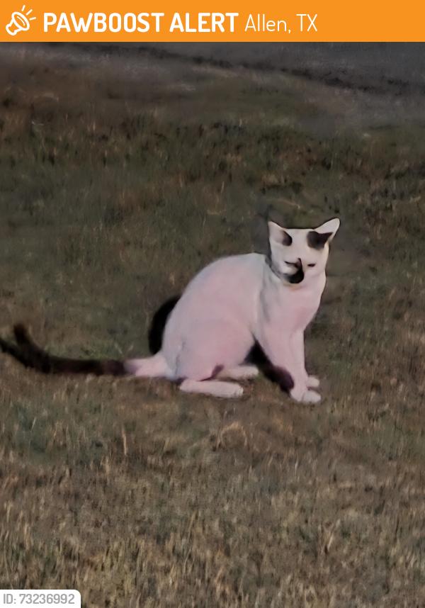 Found/Stray Male Cat last seen Country Club and Rock Ridge, Allen, TX 75002