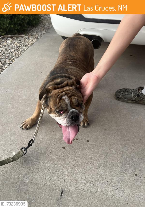 Found/Stray Female Dog last seen Cheyanne Dr, Las Cruces, NM 88011