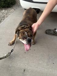 Found/Stray Female Dog last seen Cheyanne Dr, Las Cruces, NM 88011
