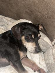 Found/Stray Male Dog last seen Near sw 127th Ave, Homestead, FL 33032