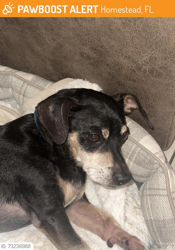 Found/Stray Male Dog last seen Near sw 127th Ave, Homestead, FL 33032