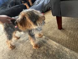 Found/Stray Male Dog last seen Grosebeck park, Santa Clara County, CA 95148