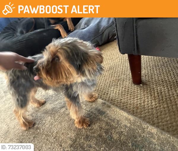 Found/Stray Male Dog last seen Grosebeck park, Santa Clara County, CA 95148