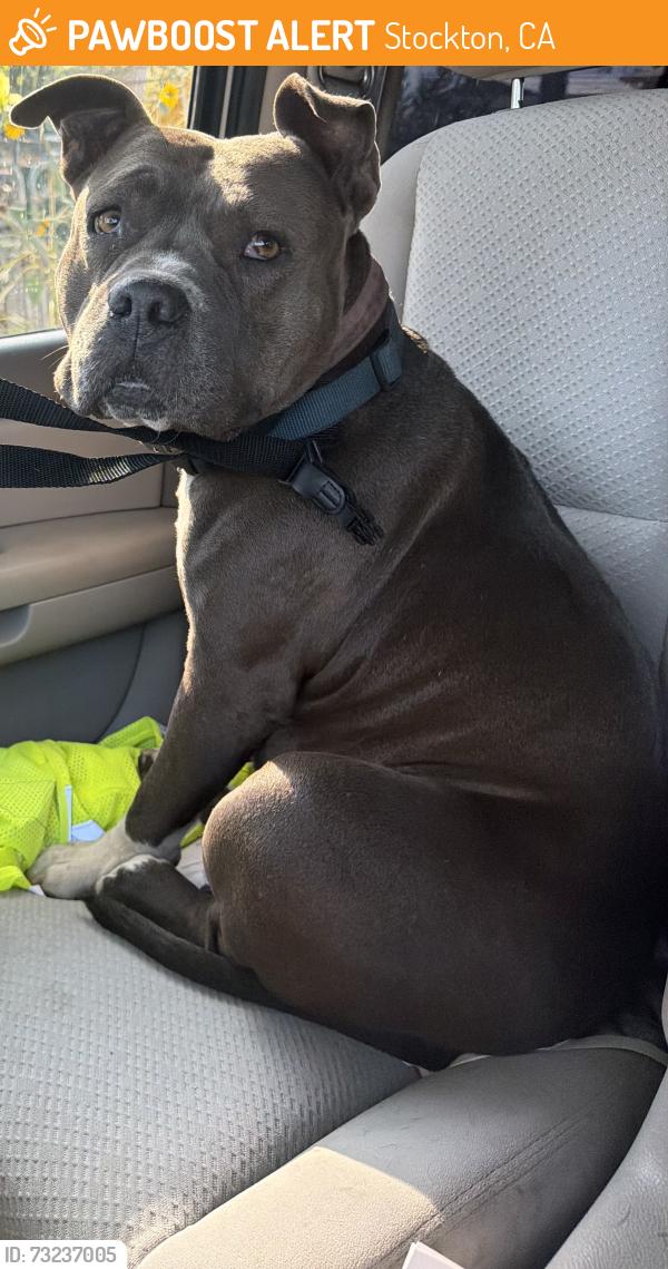 Found/Stray Female Dog last seen Near S Center St Stockton, CA 95203 United States, Stockton, CA 95203