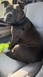 Found/Stray Female Dog last seen Near S Center St Stockton, CA 95203 United States, Stockton, CA 95203