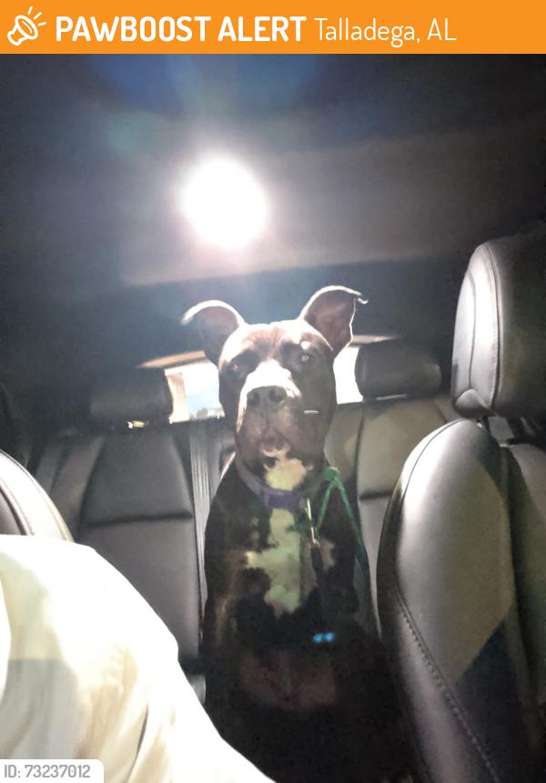 Found/Stray Male Dog last seen Golf course, Talladega, AL 35160