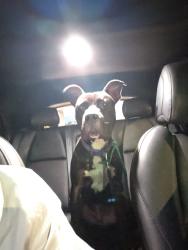 Found/Stray Male Dog last seen Golf course, Talladega, AL 35160