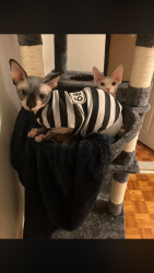 Lost Male Cat last seen Davignon/brunswick, Dollard-des-Ormeaux, QC H9B 1Y4