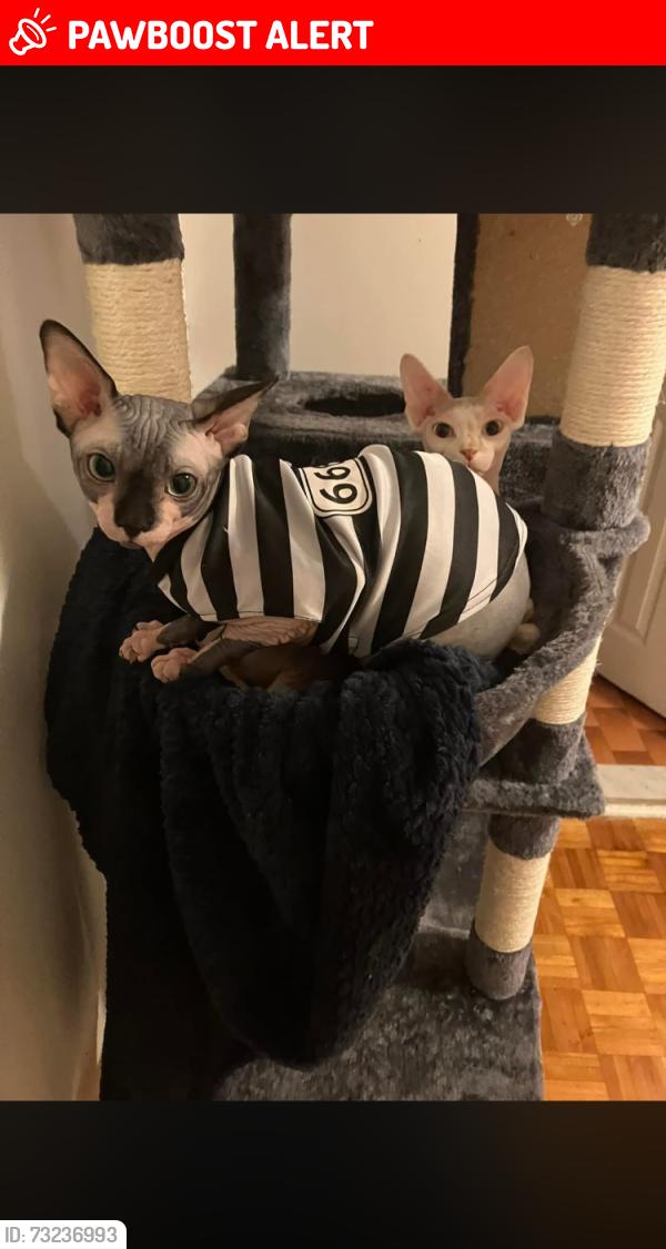 Lost Male Cat last seen Davignon/brunswick, Dollard-des-Ormeaux, QC H9B 1Y4