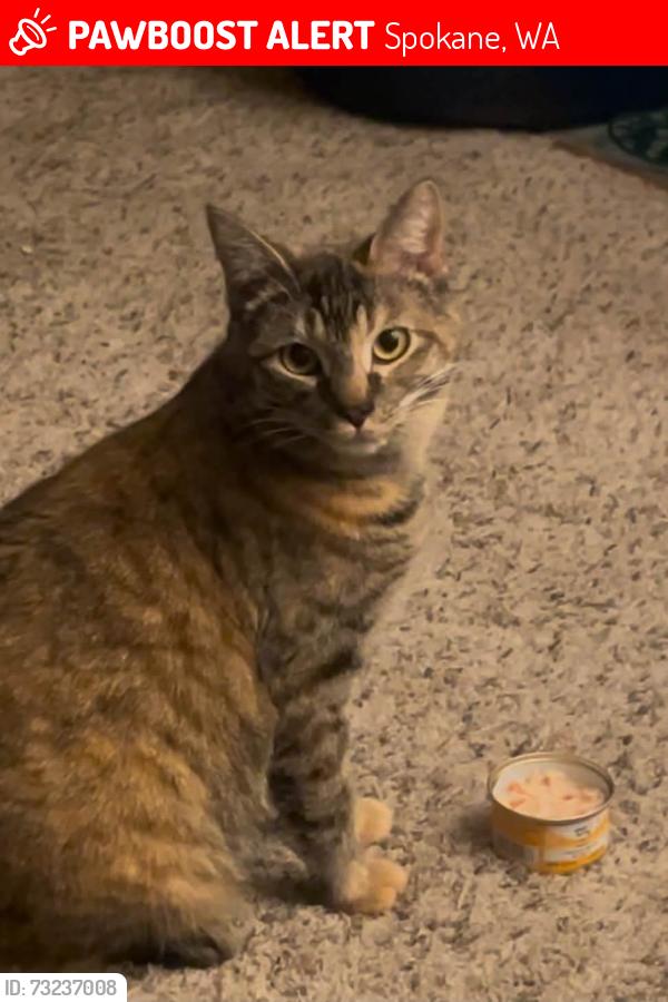 Lost Female Cat last seen Monroe and francis near Safeway, Spokane, WA 99208