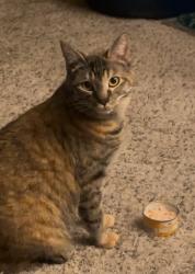 Lost Female Cat last seen Monroe and francis near Safeway, Spokane, WA 99208
