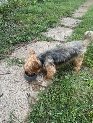 Found/Stray Male Dog last seen Parker and Roger, St. Louis, MO 63116