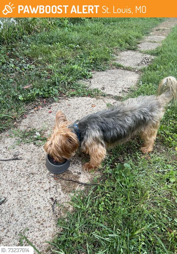Found/Stray Male Dog last seen Parker and Roger, St. Louis, MO 63116