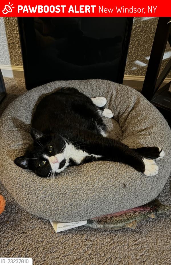 Lost Female Cat last seen Ruscitti Park, New Windsor, NY 12553