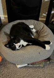 Lost Female Cat last seen Ruscitti Park, New Windsor, NY 12553