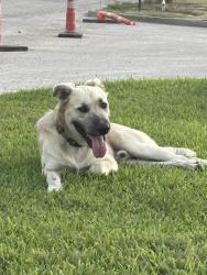 Found/Stray Male Dog last seen La Vega elementary school, Waco, TX 76705