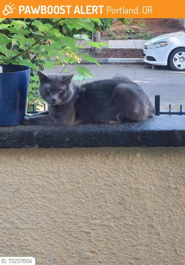 Found/Stray Female Cat last seen Kenton Max Station, Portland, OR 97217