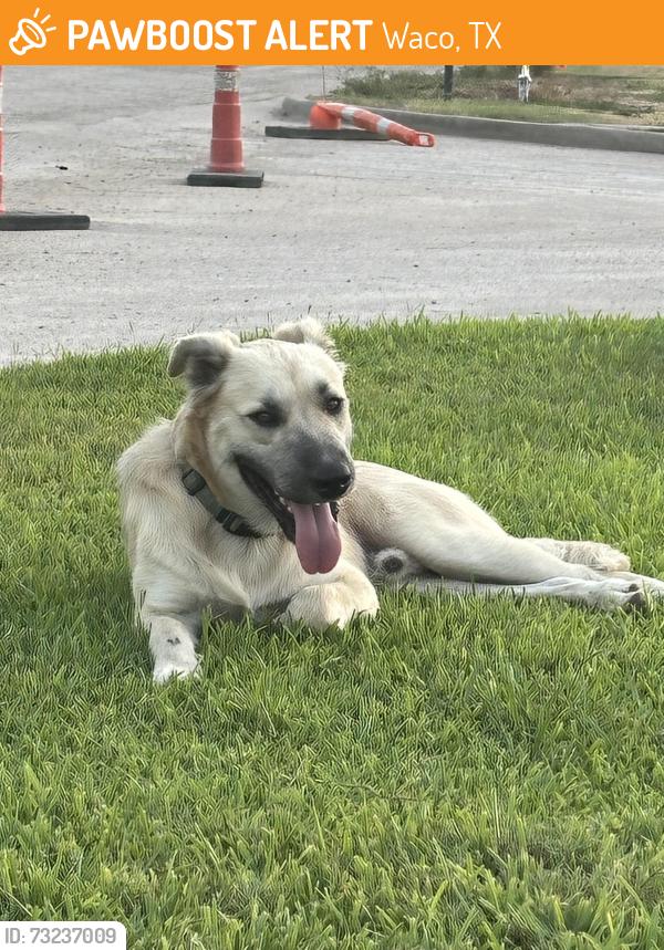 Found/Stray Male Dog last seen La Vega elementary school, Waco, TX 76705