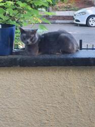 Found/Stray Female Cat last seen Kenton Max Station, Portland, OR 97217