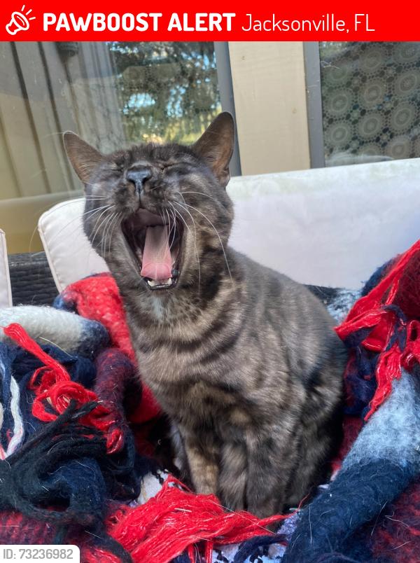Lost Male Cat last seen Likely around Sparkleberry Ln. or Church of Our Savior. May have been spotted near the McDonald's on Loretto and San Jose, Jacksonville, FL 32223