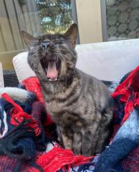 Lost Male Cat last seen Likely around Sparkleberry Ln. or Church of Our Savior. May have been spotted near the McDonald's on Loretto and San Jose, Jacksonville, FL 32223