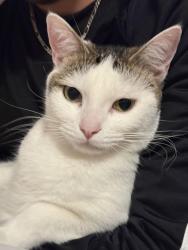 Lost Female Cat last seen Carpenter road & Michigan Ave. Arbor Meadows, Ypsilanti, MI 48197