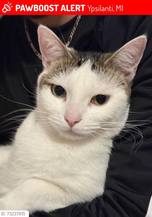Lost Female Cat last seen Carpenter road & Michigan Ave. Arbor Meadows, Ypsilanti, MI 48197