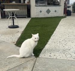 Lost Female Cat last seen via cacho, Riverside County, CA 92592