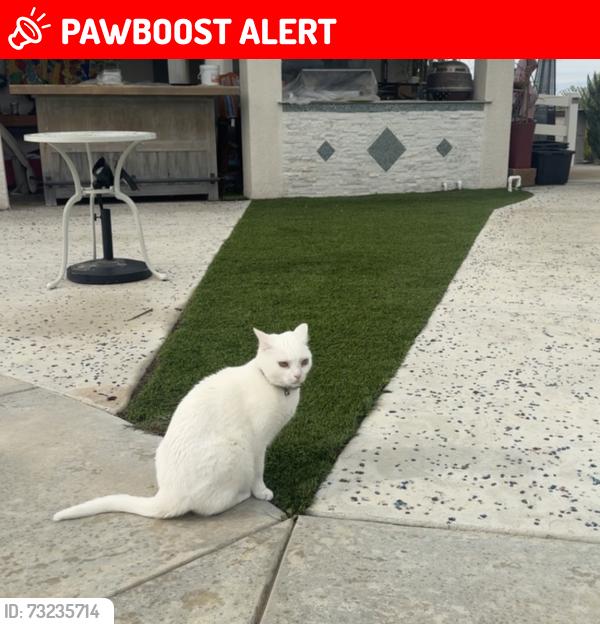 Lost Female Cat last seen via cacho, Riverside County, CA 92592