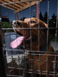 Reunited Unknown Dog last seen Grand Park/ Fairview, Mississauga, ON 