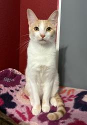Reunited Male Cat last seen Bigleaf and Red Spurce, Little Elm, TX 75068