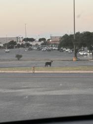 Found/Stray Unknown Dog last seen 410, Olive Garden, San Antonio, TX 78238
