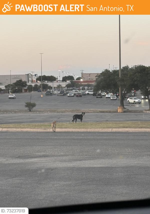 Found/Stray Unknown Dog last seen 410, Olive Garden, San Antonio, TX 78238