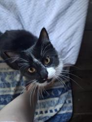 Lost Male Cat last seen Rua 16 de junho/oficina do manente, São Bonifácio, SC 88485-000