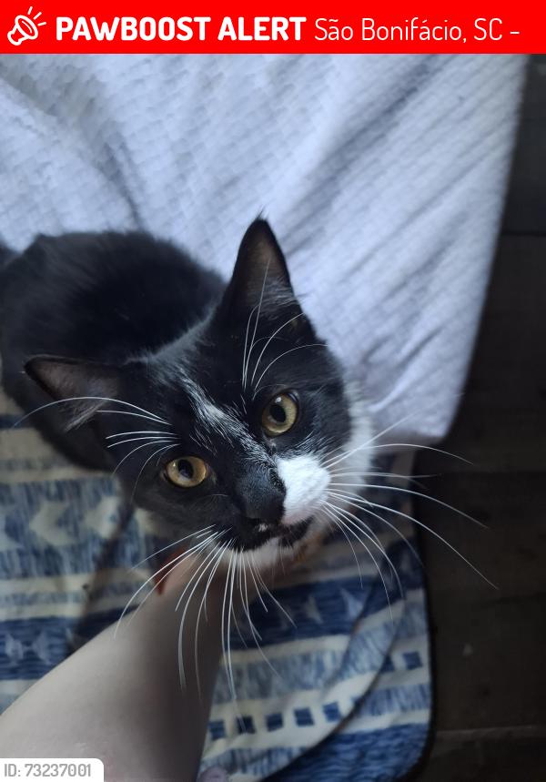 Lost Male Cat last seen Rua 16 de junho/oficina do manente, São Bonifácio, SC 88485-000