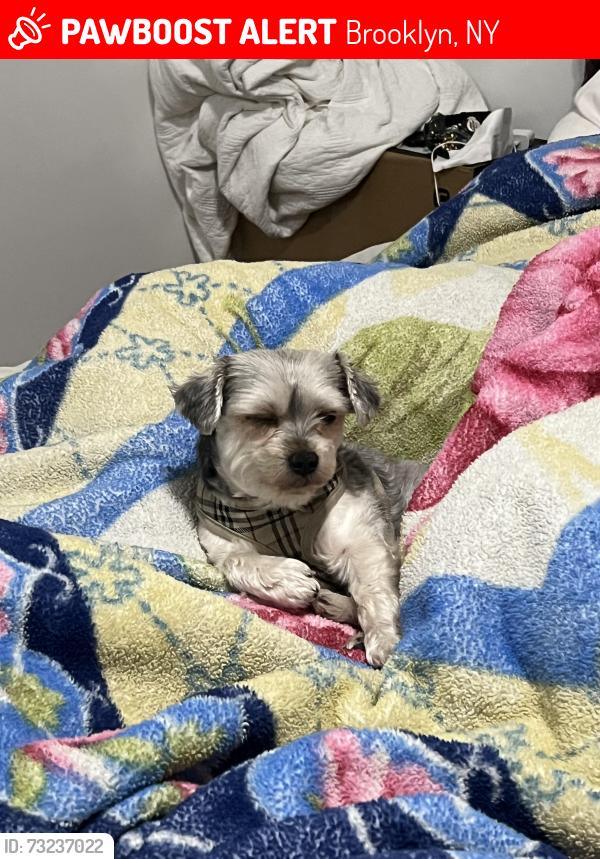 Lost Male Dog last seen Near lincoln terrace park, Brooklyn, NY 11212