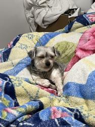 Lost Male Dog last seen Near lincoln terrace park, Brooklyn, NY 11212