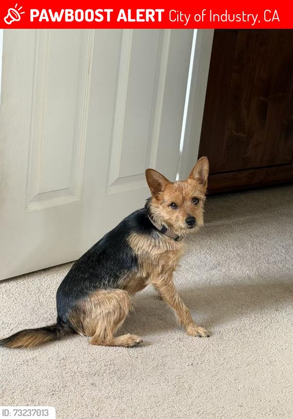 Lost Male Dog last seen e valley blvd, City of Industry, CA 91744