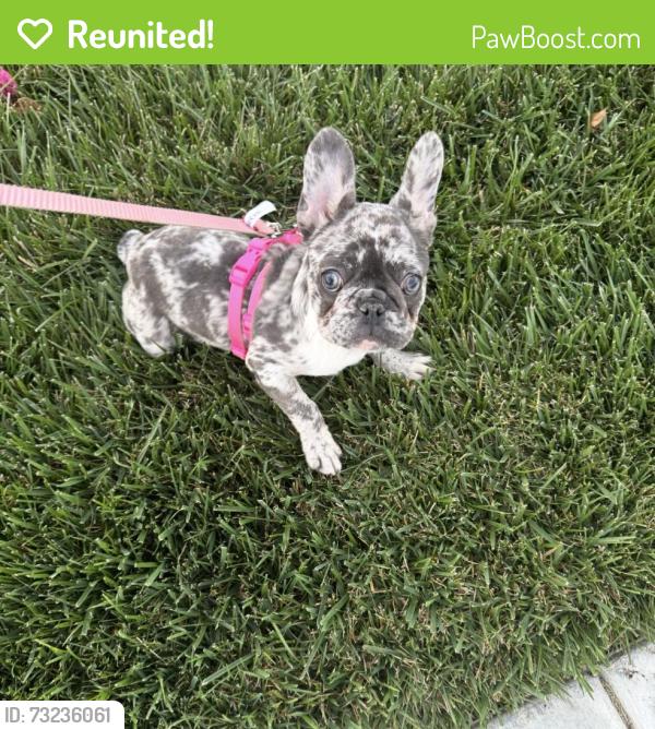 Reunited Female Dog last seen Gardner middle school, Temecula, CA 92592