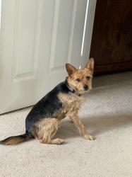 Lost Male Dog last seen e valley blvd, City of Industry, CA 91744