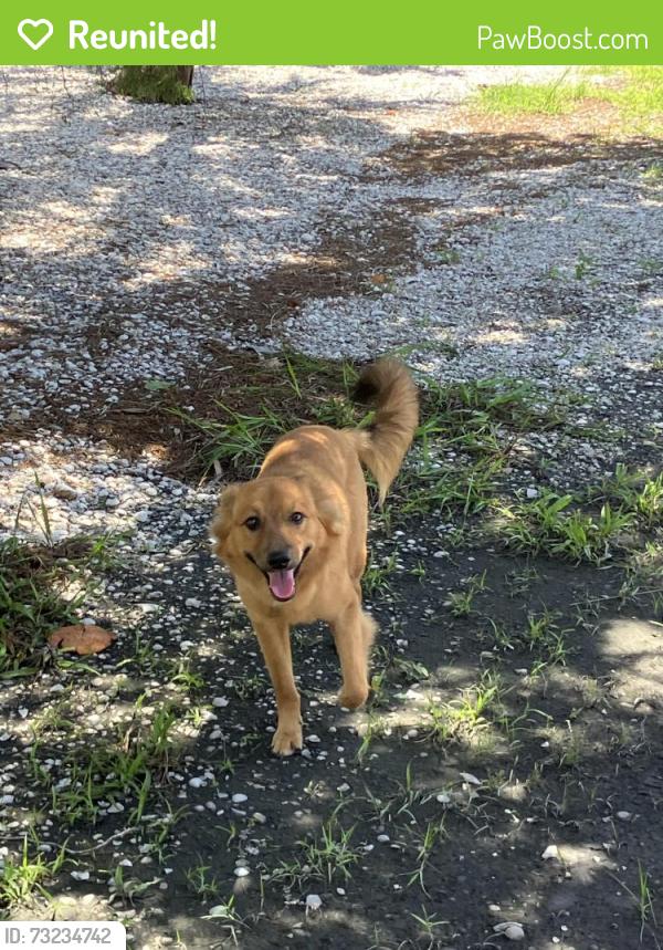 Reunited Male Dog last seen Bean point area, Anna Maria, FL 34216